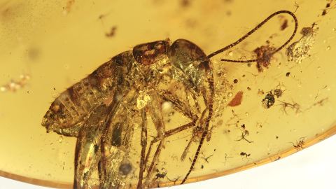 Langfühlerschrecke (Ensifera) im Burma-Bernstein 