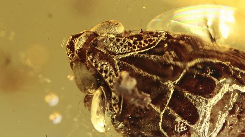 Zikadenlarve im Burma Bernstein