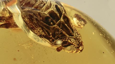 Zikadenlarve als Einschlüsse im Burma Bernstein