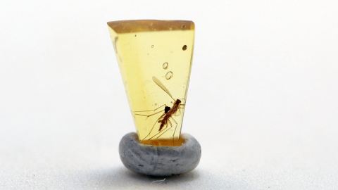 Mücke in einem winzig kleinen Bernstein