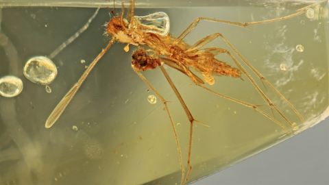 Mücke in einem kleinen Burma-Bernstein