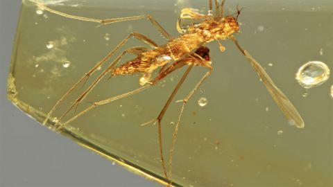 Mücke im Burma Bernstein