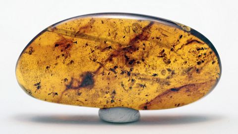 Mücken- und Fliegen-Schwarm ca. 20 Stück mit Zikade als Inklusen im Bernstein