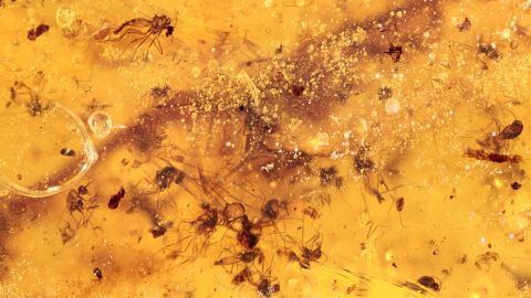 Mücken- und Fliegen-Schwarm ca. 20 mit geflügelter Zikade als Einschlüsse                       