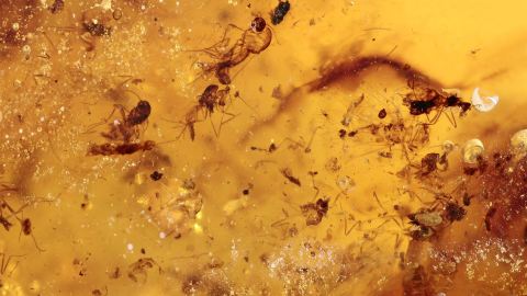 Mücken- und Fliegen-Schwarm ca. 20 Stück als Einschlüsse im Bernstein