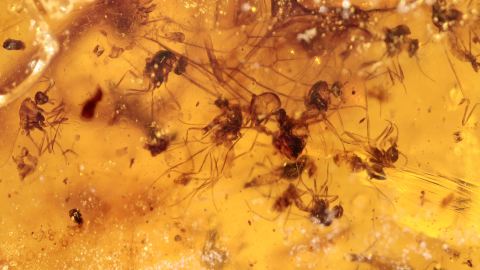 Mücken- und Fliegen-Schwarm mit geflügelter Zikade als Inklusen in einem  Bernstein