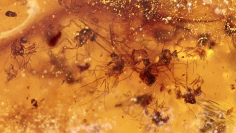 Mücken- und Fliegen-Schwarm mit geflügelter Zikade im Bernstein