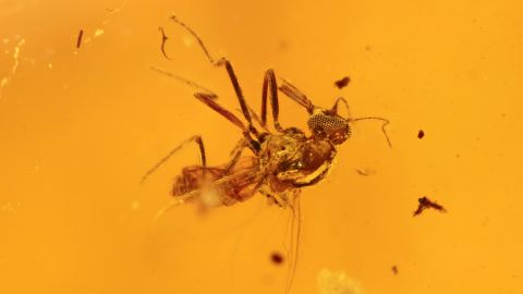 Fliege mit Rüssel im Bernstein