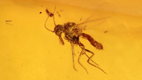 Tanzfliege mit Rüssel in einem Burma Bernstein