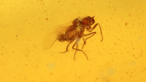 Fliege als Inkluse im Bernstein