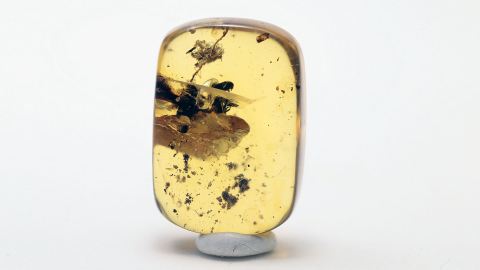 Schwarzkäfer (Zopheridae) als Inkluse im Burma Bernstein