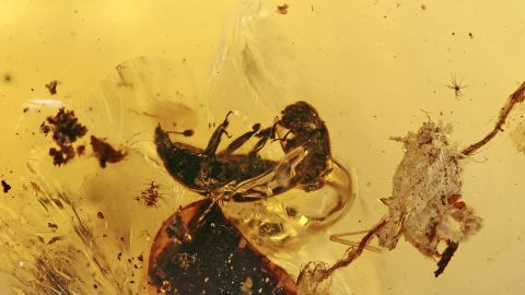 Glanzkäfer (Nitidulidae) und ein Schwarzkäfer (Zopheridae) und Stück Borke im Bernstein