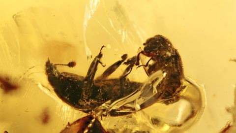 Glanzkäfer (Nitidulidae) im Bernstein