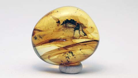 Netzflügler (Sisyridae) im Bernstein