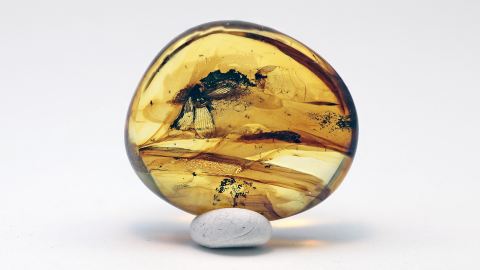 Florfliege als Einschluss im Bernstein