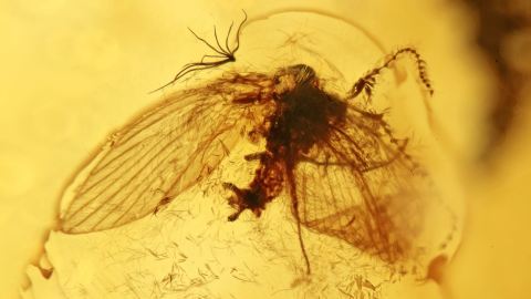 Schmetterlingsmücke (Psychodidae) im Baltischen  Bernstein