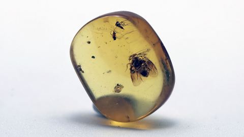 Rindenlaus als Inkluse im Burma Bernstein