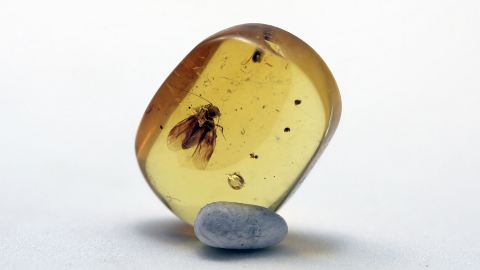 Baumlaus als Einschluss in einem Burma Bernstein