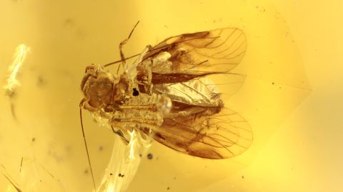 Baumlaus in einem Burma Bernstein