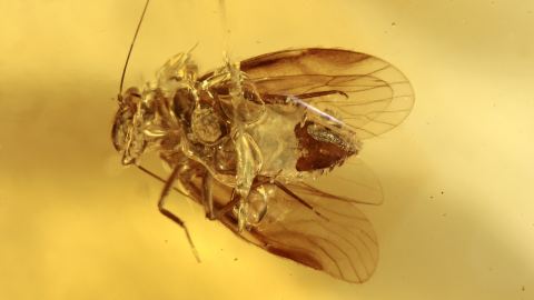 Baumlaus als Einschluss im Bernstein