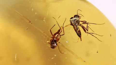  2 Mücken Einschluss in einem Burma Bernstein