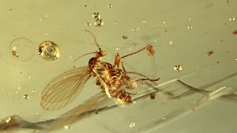 Schmetterlingsmücke als Einschluss