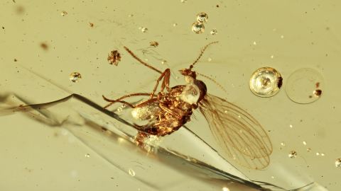 Schmetterlingsmücke im Burma Bernstein