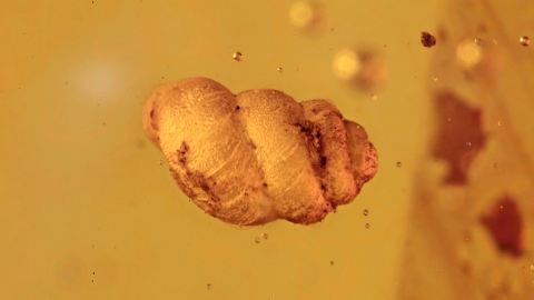 Schneckenhaus mit Luftblase und Rindenlaus als Bernstein-Einschlüsse        