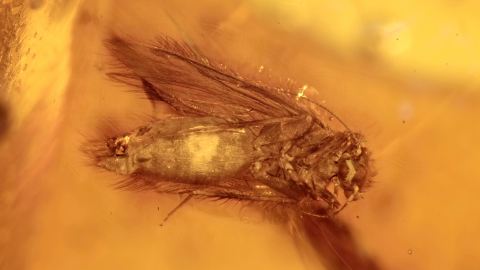 Rindenlaus als Bernstein Einschluss