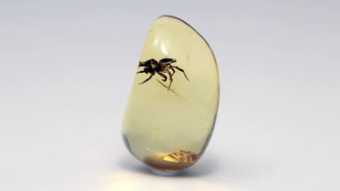 Springspinne als Einschluss im Baltischen Bernstein