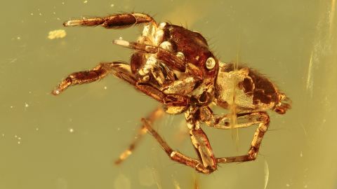 Springspinne mit 8 Augen als Einschluss im Bernstein