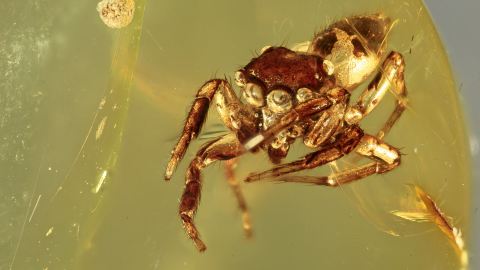 8-Augen-Spring-Spinne als Einschluss im Baltischen Bernstein