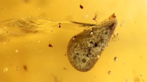 Sporangie Spore von Pilzen charakteristisch  n u r im Burma Bernstein