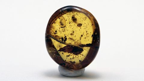 Rarität Zecke, Blatt, Käfer im Bernstein