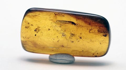 Rindenlaus und 3 Mücken als Inklusen