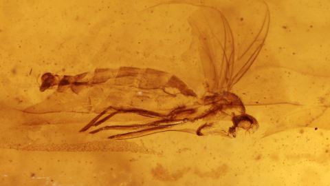 Mücke als Inkluse im Bernstein