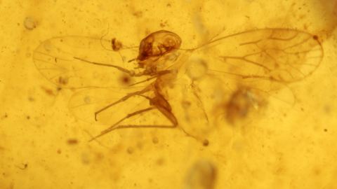 Rindenlaus im Bernstein