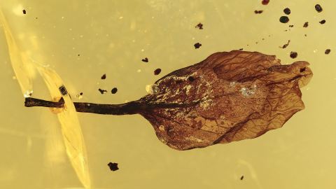 Hymenaea Protera als Einschluss vom Bernsteinbaum