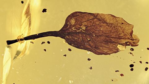 Bernstein Inkluse Hymenaea Blatt mit Stiel vom Bernsteinbaum! 