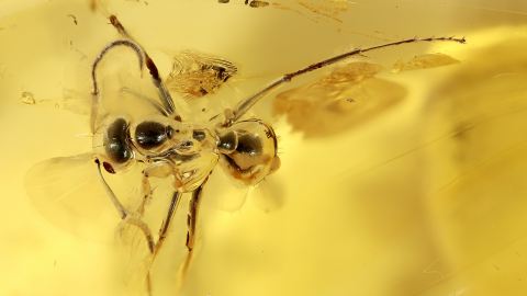 Ameise als Inkluse im Bernstein