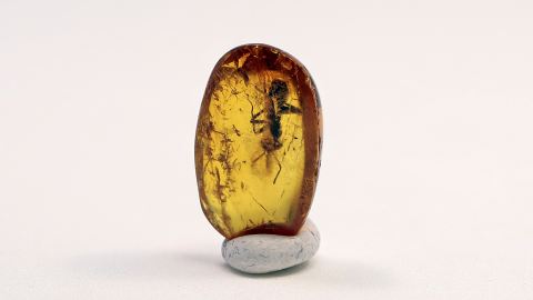 Ameise eingesponnen als Einschluss