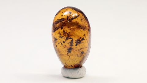  Ameisenköpfe als Aktion und seltenes Leber-Moos im Bernstein