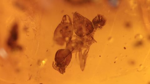 Ameisenköpfe als seltene Aktions-Einschlüsse im Bernstein