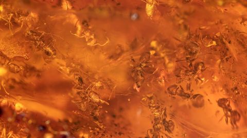 Ameisen als Massenfang in einem Bernstein