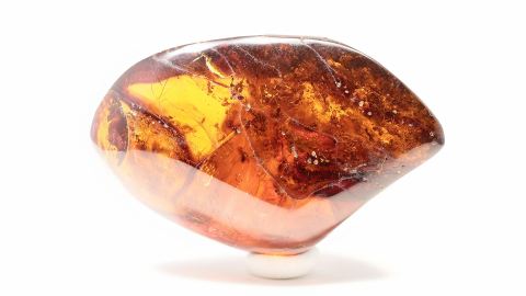 100 Ameisen als Einschlüsse im Bernstein