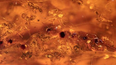 Rarität Ameisen Massenfang ca. 100 St. im Bernstein