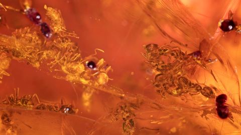 Ameisen als Inklusen Bernstein