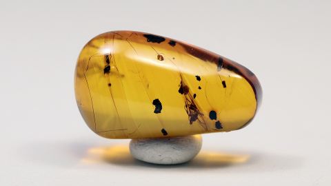 Ameise mit Flügel in der Zange als seltene Aktion  im Bernstein