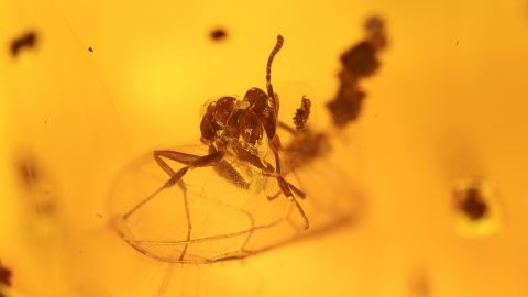  Ameise mit Flügel als seltener Aktions-Einschluss im Bernstein