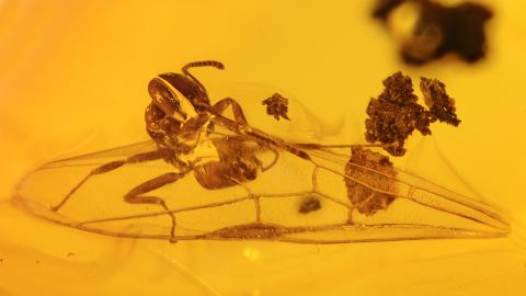 Ameise mit Flügel als seltene Aktion im Bernstein